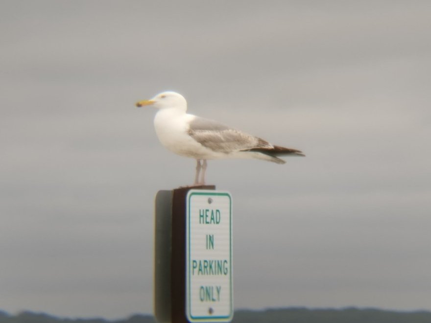 Assateague Outfitters